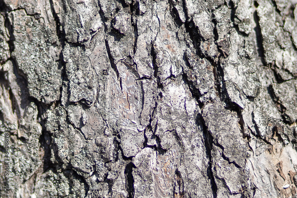 texture of tree bark, wet and dry texture of tree bark, wet and dry