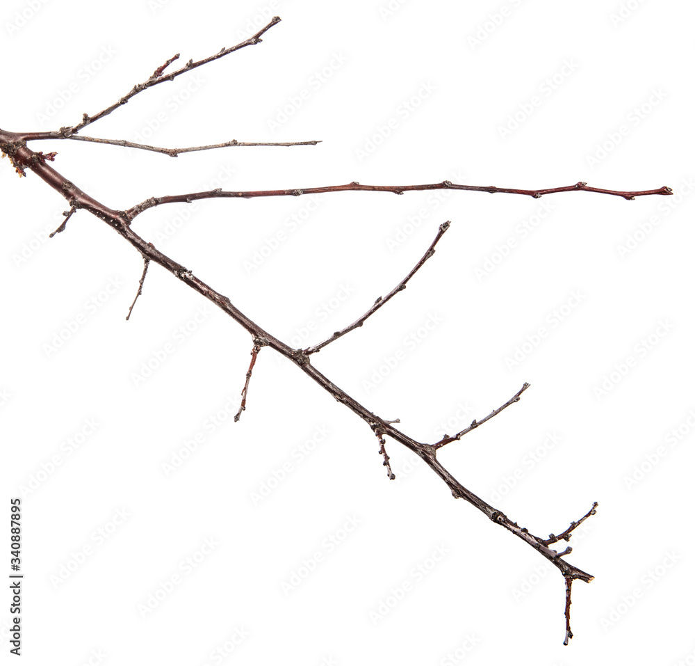 dry branch of an apricot tree. isolated on white background dry branch of an apricot tree. isolated on white background