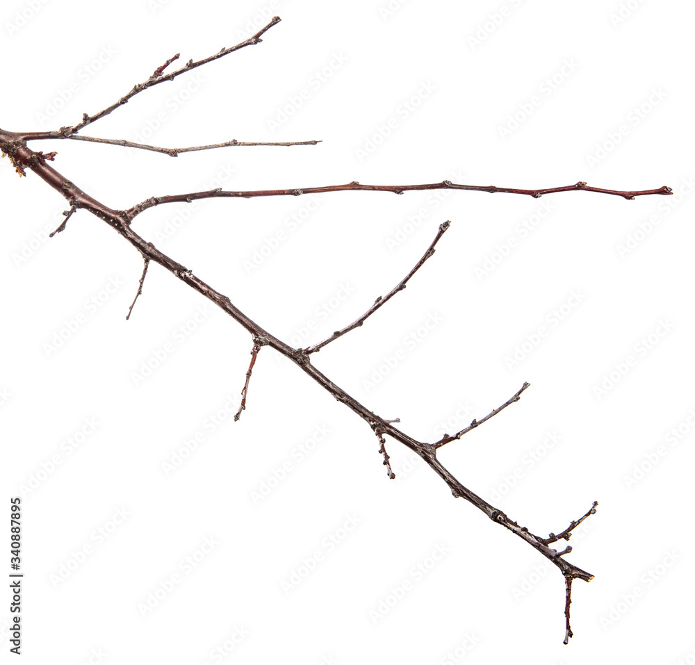 dry branch of an apricot tree. isolated on white background