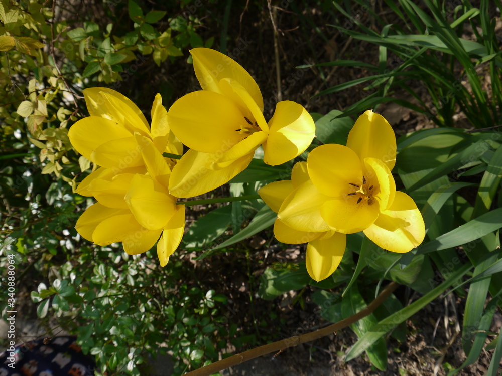 Obraz premium Tulpen