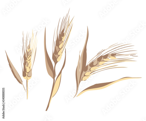 Illustration of Ears of Wheat. Food Template.