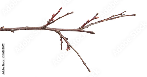 dry branch of an apricot tree. isolated on white background