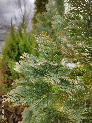 Thuja tree branches