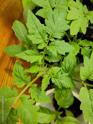 fresh green leaves