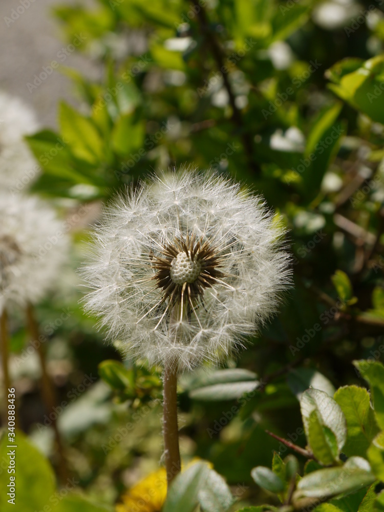 Fototapeta premium Löwenzahn