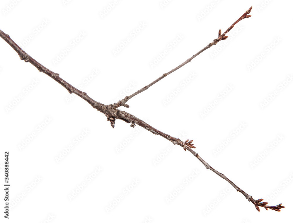 dry branch of an apricot tree. isolated on white background dry branch of an apricot tree. isolated on white background