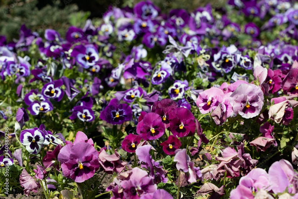 Viola grandiflora mixed colors flower carpet