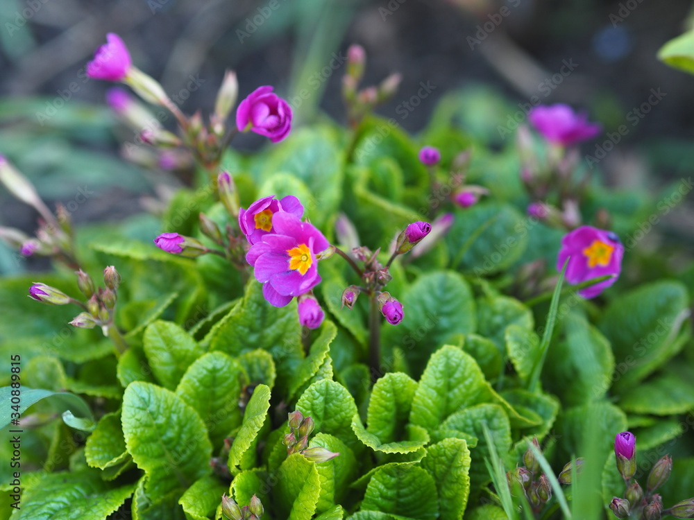 Bright daisies bloomed in early spring.Flower bed. Bright daisies bloomed in early spring.Flower bed.