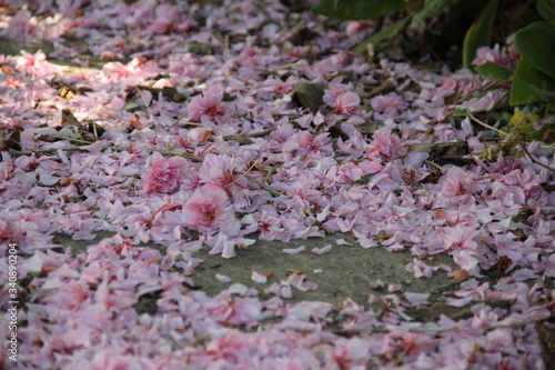 Pastel pink petals cherry tree flowers carpet