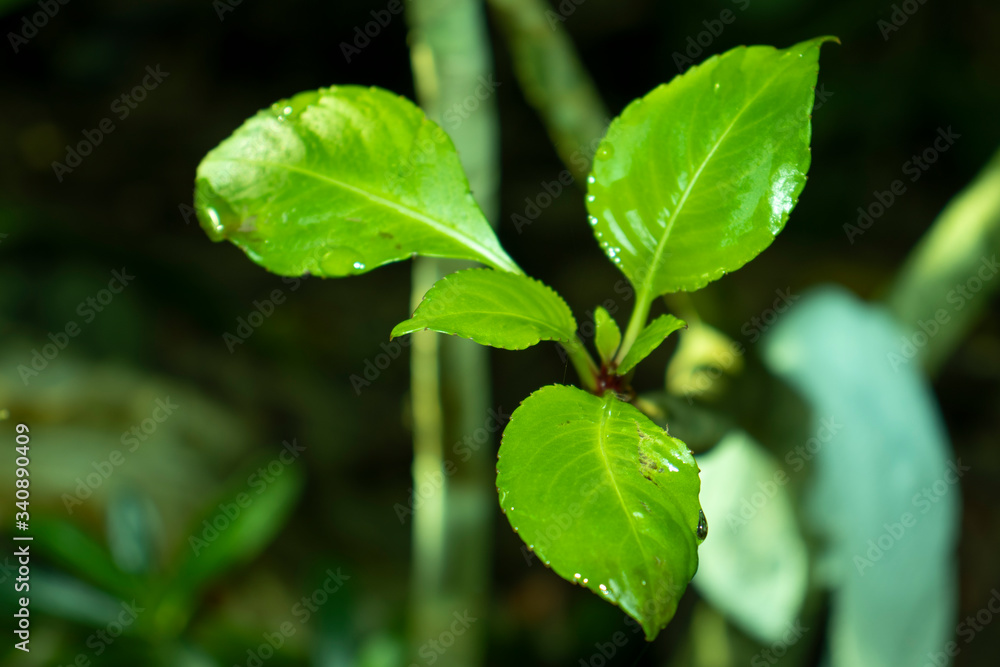 green leaves of a tree green leaves of a tree
