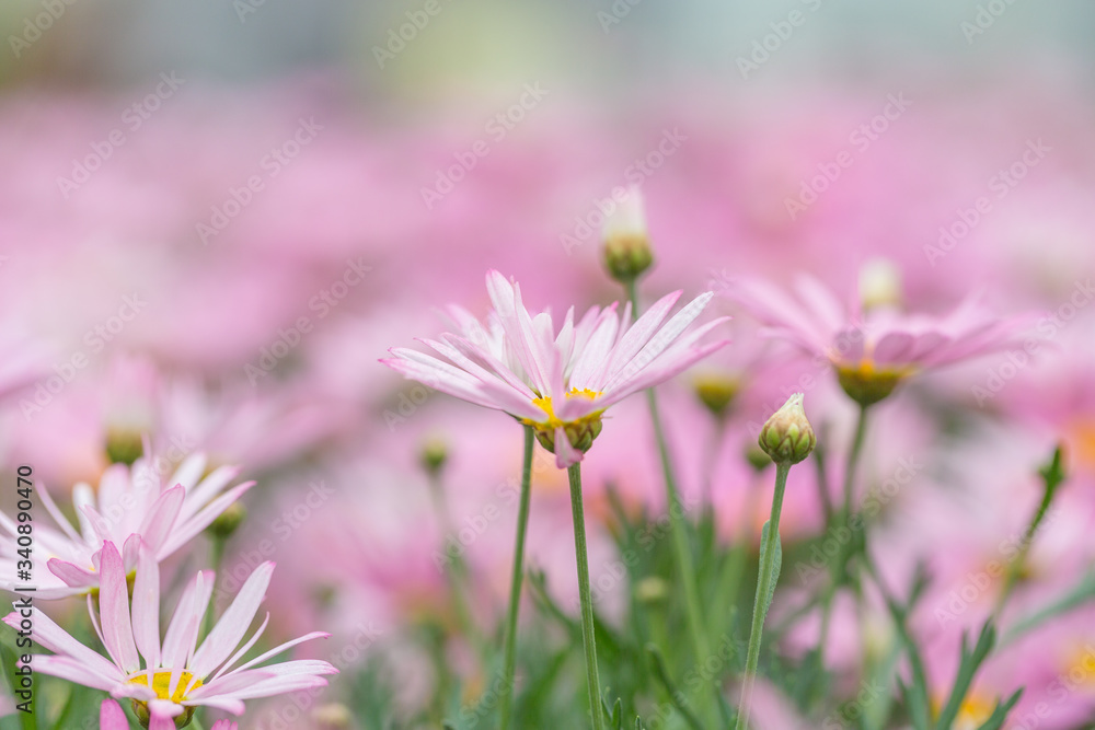 Asteraceae Chrysanthemum flowers wood outdoor blooming pink,Argyranthrmum frutescens Asteraceae Chrysanthemum flowers wood outdoor blooming pink,Argyranthrmum frutescens