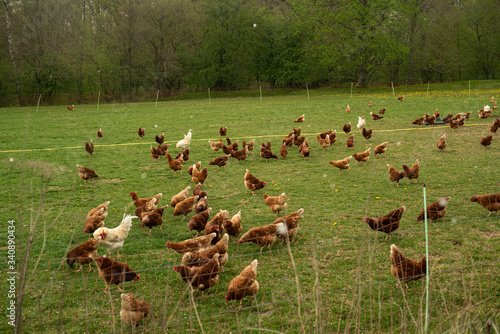 free range organic chicken eggs