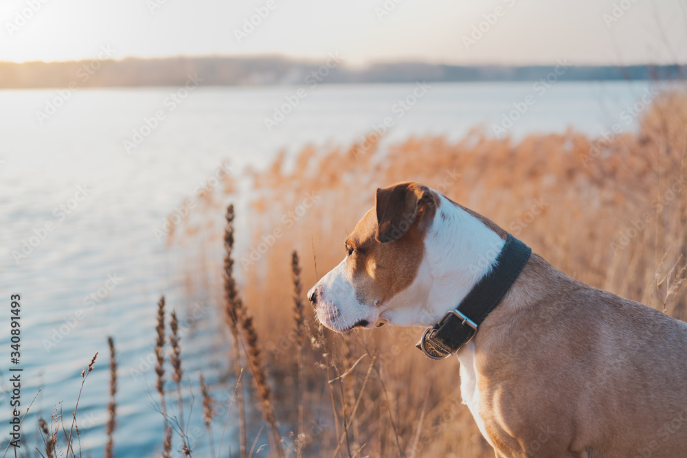 Lovely dog by the lake looks at sunset. Hiking pets, active dogs: staffordshire terrier mutt sits by the water on sunset
