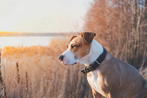 Portrait of a dog in the evening sun outdoors. Hiking pets, active dogs: staffordshire terrier mutt sits by the water on sunset