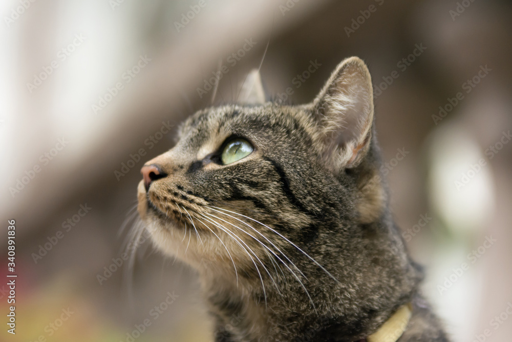 Close up of grey striped cat's head - looking up