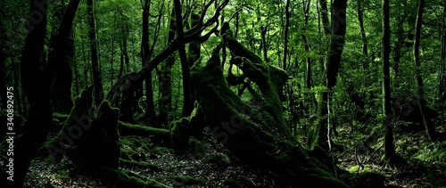 Yakushima forest with old moss-covered trees. Yakushima Island, Yakushima, Kagoshima, Japan © Daniel