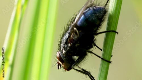 Macro close-up of bluebottle fly resting on blade of summer grass