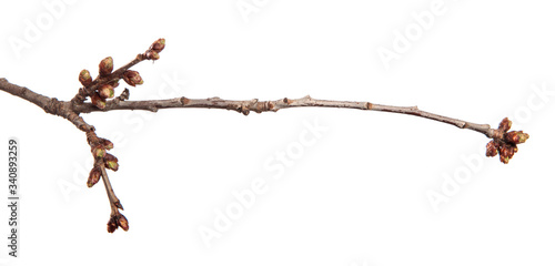 Cherry tree branch on an isolated white background. Fruit tree sprout with leaves isolate.