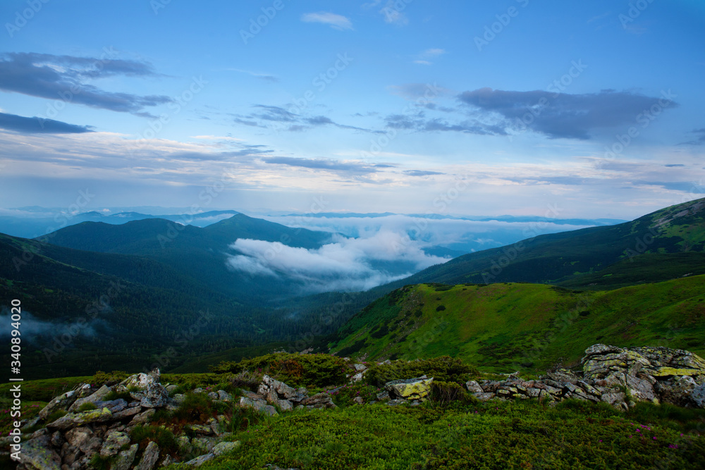 Blooming rhododendron and fog in the Carpathians.