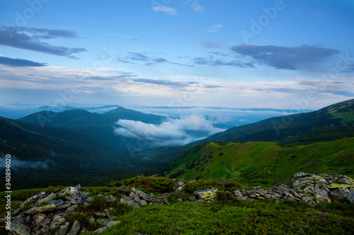 Blooming rhododendron and fog in the Carpathians. © Vitalfoto