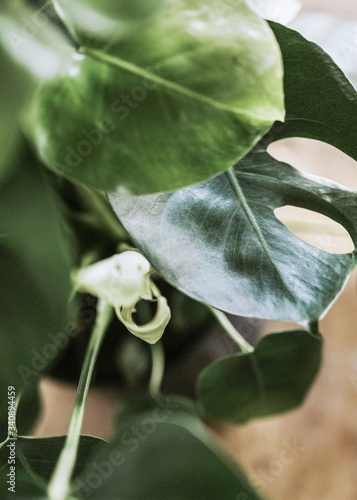 Monstera leaf close up