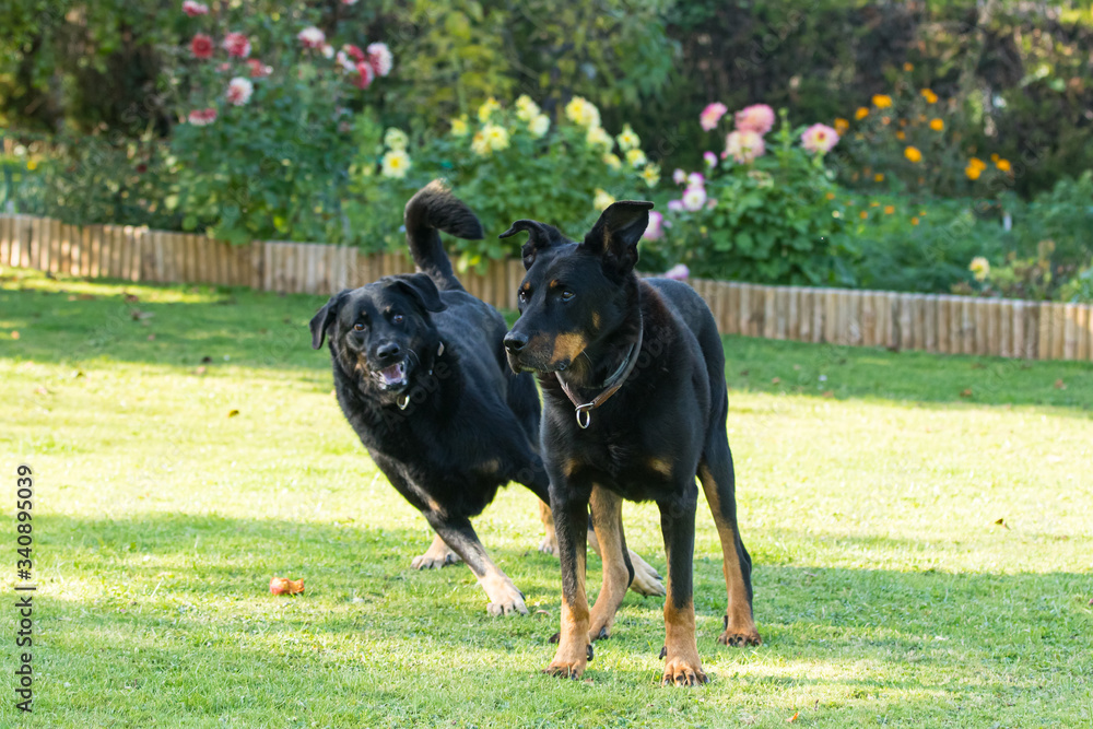 an old female and an old male beauceron or Beauce shepherd play play in a green and flowered garden in summer an old female and an old male beauceron or Beauce shepherd play play in a green and flowered garden in summer