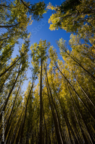 Low angle view of a forest in autumn during a clear day with blue sky.