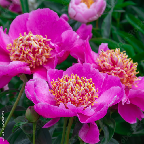 Beautiful pink peonies in the garden.