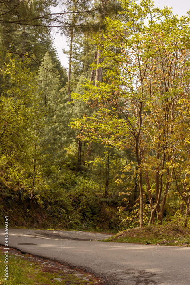 Fototapeta premium Road in autumn forest