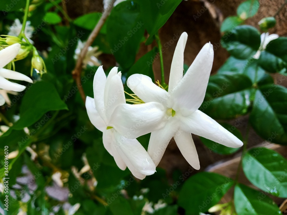 Fototapeta premium lily of the valley