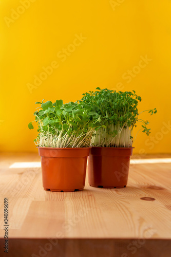 Microgreens sprouts in pots. Sprouting microgreens. Seed germination at home. Vegan and healthy eating and green living concept. Organic food. Greenery on wooden windowsill.