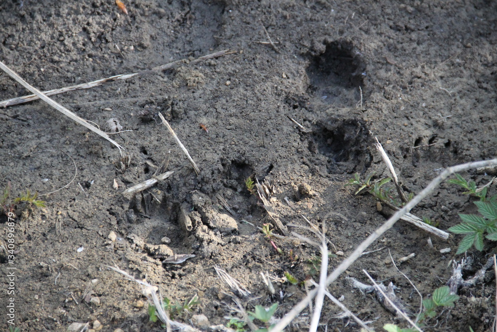Fox and badger foot prints in the mud Fox and badger foot prints in the mud
