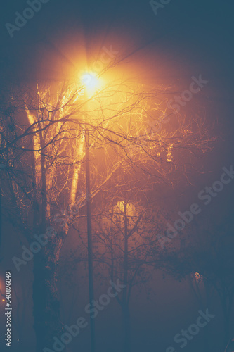 Night photo of trees covered with dense fog from air pollution in Belgrade Serbia, January 2020