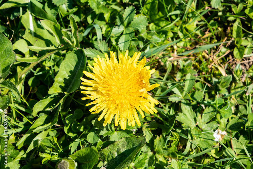green spring lawn with dandelion flowers and daisies green spring lawn with dandelion flowers and daisies
