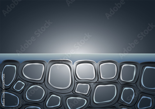 A vector illustration of a cross section scientific view of eperdermis cells sub layer beneath skin on an isolated background
