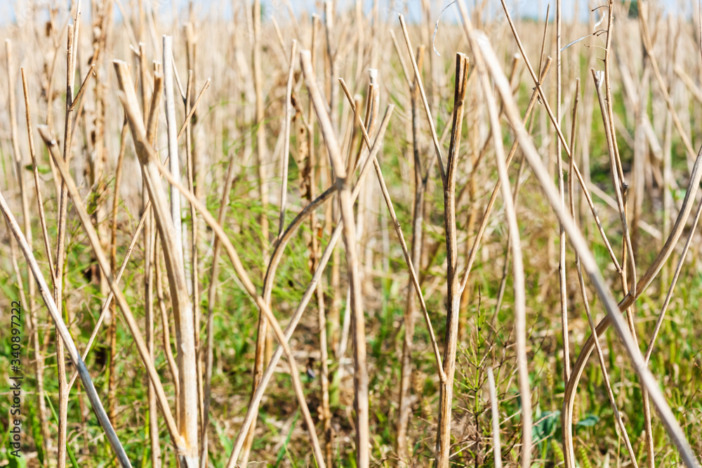 Freshly harvested golden straw stubble field in summer and autumn, Ukraine, Kiev region . Freshly harvested golden straw stubble field in summer and autumn, Ukraine, Kiev region .