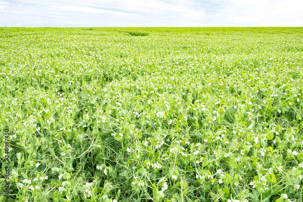 field of peas in bloom in spring