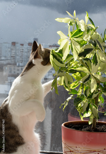 a cat and a plants on the  window-sill  photo