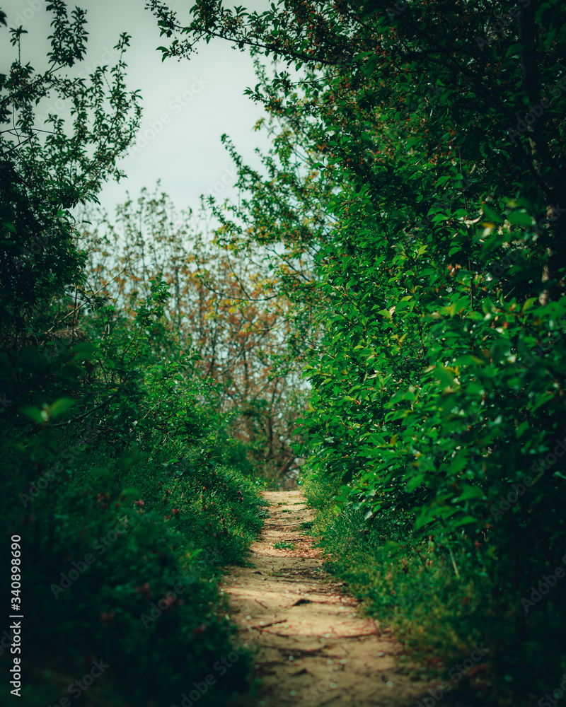 Fototapeta premium path in the woods with beautiful colors 