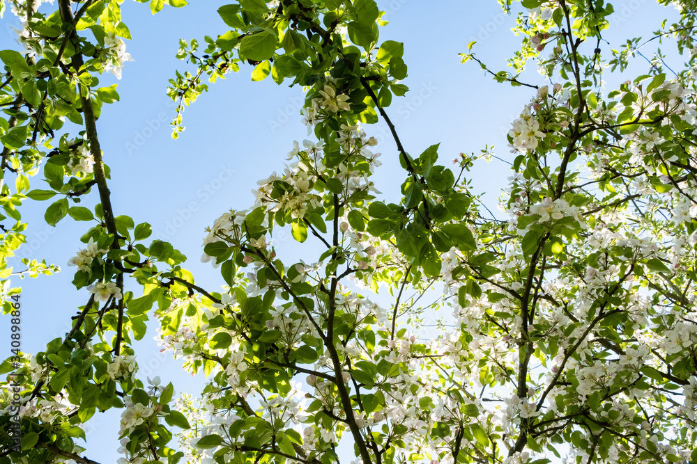 apple orchard in bloom in spring under the sun and blue sky