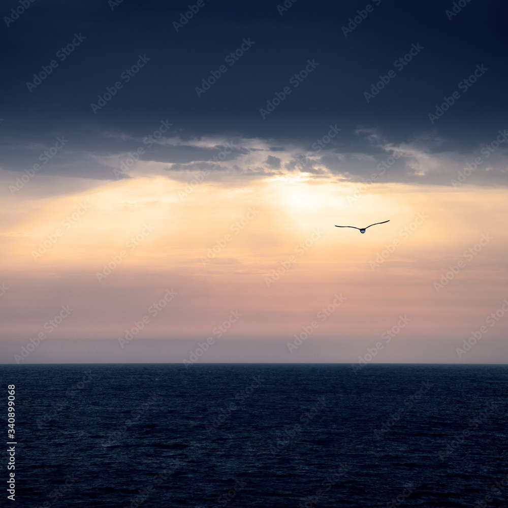 Marine horizon at sunrise with the sky threatening storm and the silhouette of a seagull flying towards the sunlight.