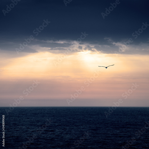 Marine horizon at sunrise with the sky threatening storm and the silhouette of a seagull flying towards the sunlight.