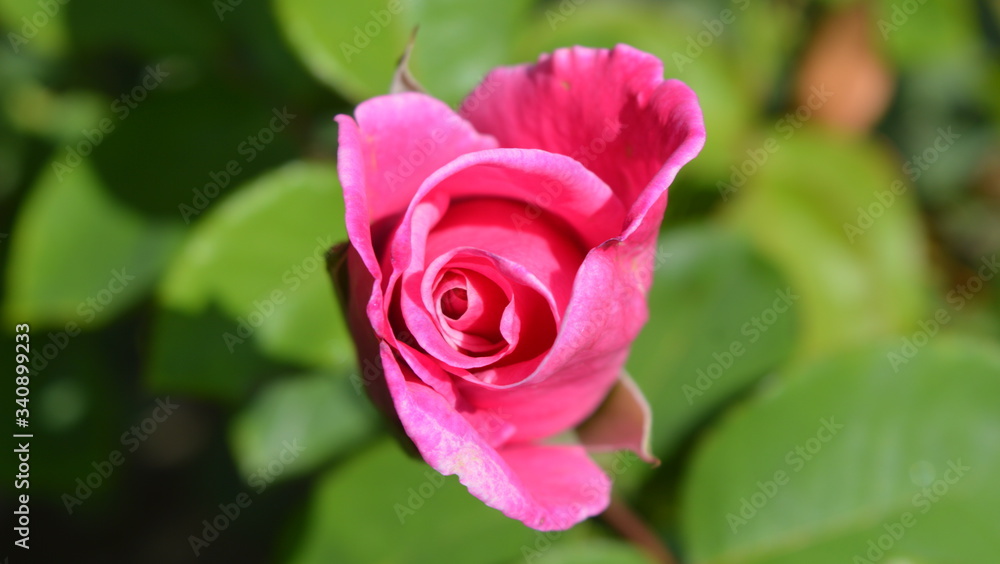 pink rose with dew drops pink rose with dew drops