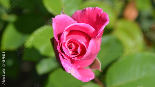 pink rose with dew drops