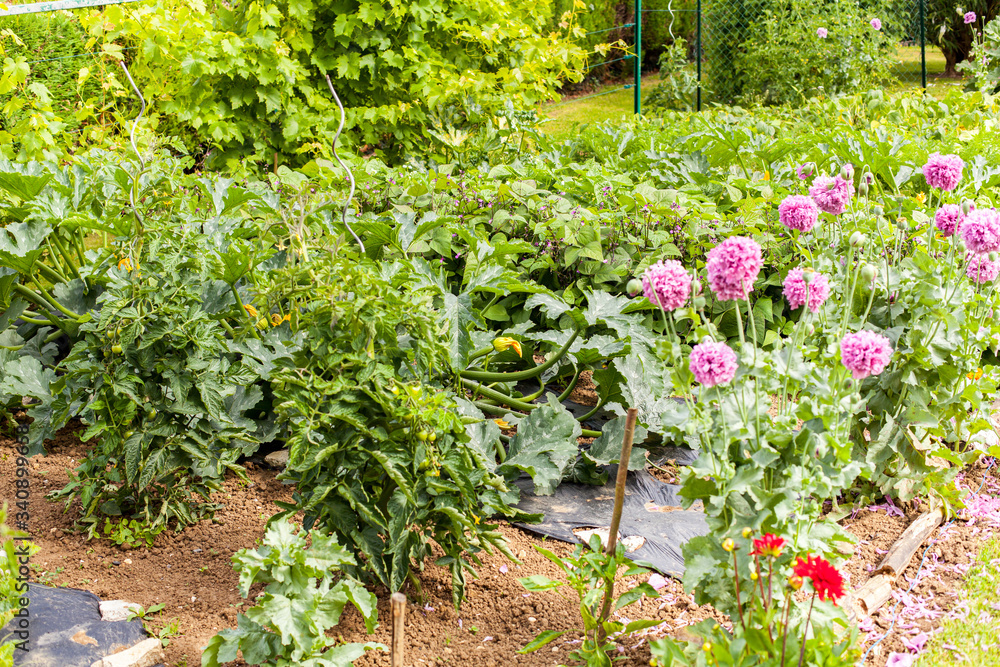 pretty little flower garden in the countryside filled with varied vegetables under the summer sun