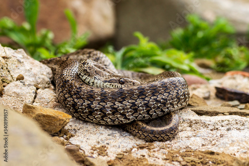 Obraz na płótnie Japanese snake (Amphiesma vibakari) curled up on stones and looking straight at point blank range