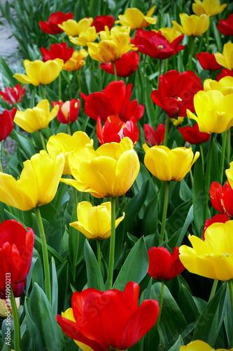  Beautiful red  and yellow tulips blooming in a garden