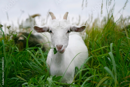 Young white horned goat eating green grass in the field