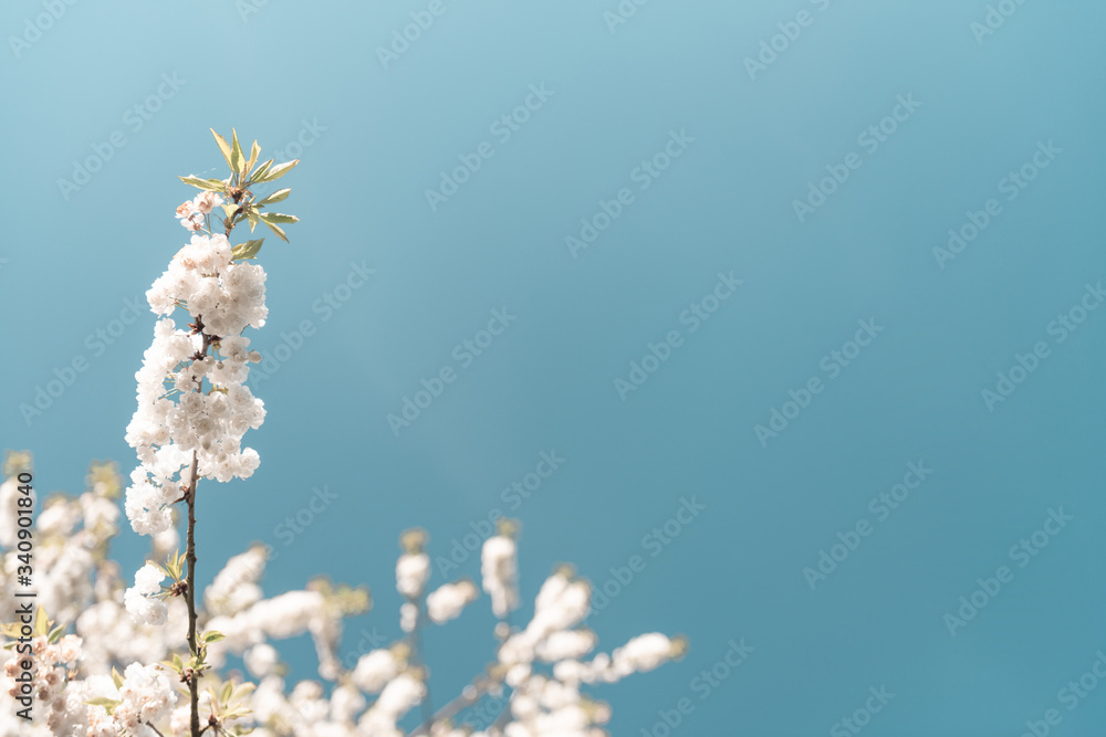 Beautiful tree in bloom. Blossom on sunny backdrop. Beautiful nature spring background with a branch of blooming sakura. Copy space for text Beautiful tree in bloom. Blossom on sunny backdrop. Beautiful nature spring background with a branch of blooming sakura. Copy space for text