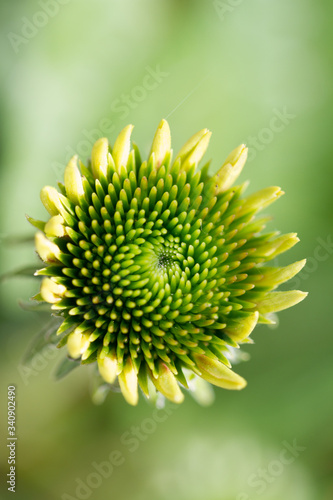 bud of a white coneflower (echinacea) with first petals and filaments